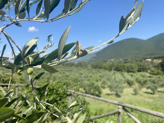 media.Gallery-Olio-1-La-Perticara